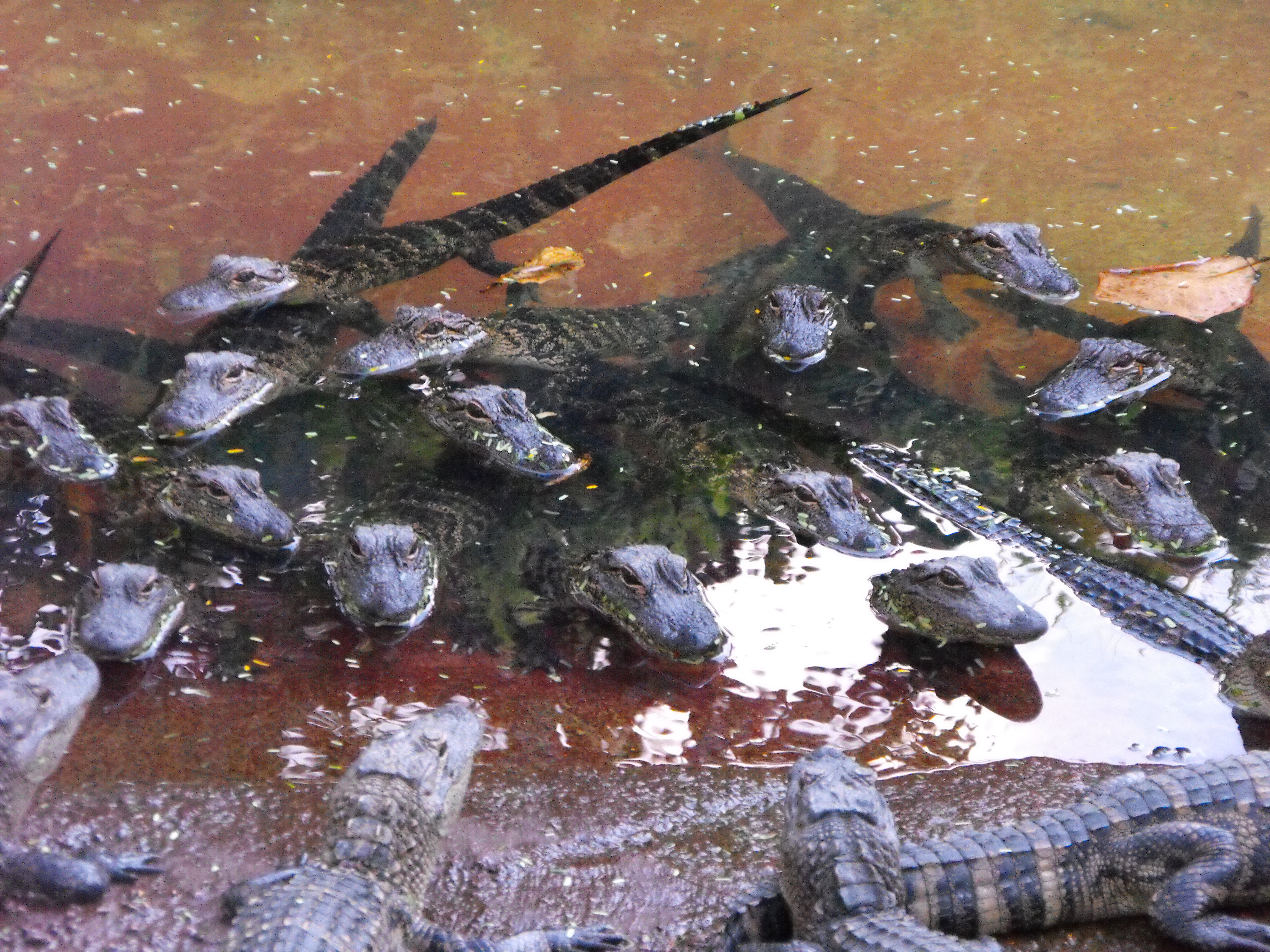 ./2012/Christmas/Aligator Farm/DSCF4297.JPG